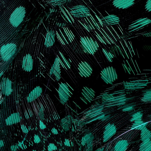 FFGene Guinea fowl feathers