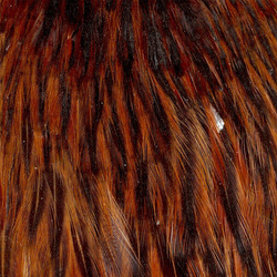 Wapsi Hen Neck
