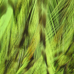 Hareline Grizzly Variant Neck Hackle