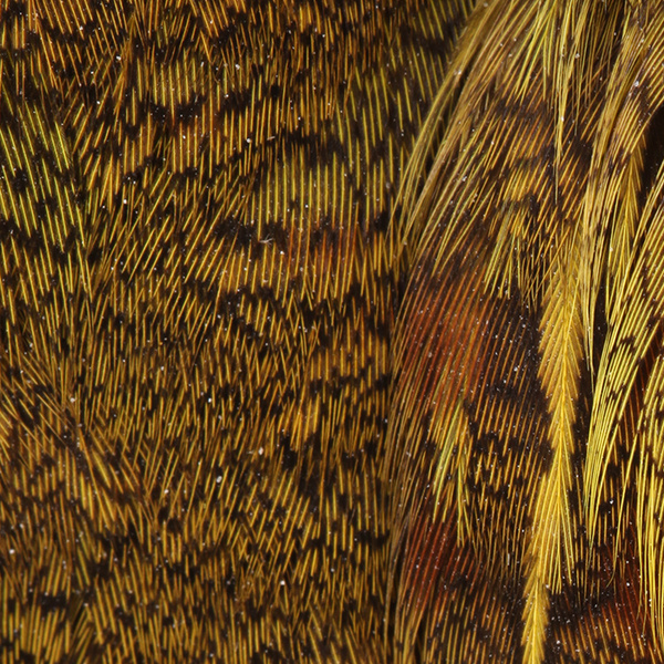 Wapsi Hungarian Partridge Skin