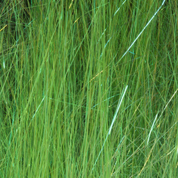 Hareline Ice Dub Shimmer Fringle