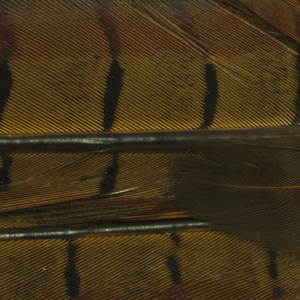 Hareline Dyed Ringneck Pheasant Tail Clump