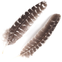 FFGene vingpennor från kalkon Ozark