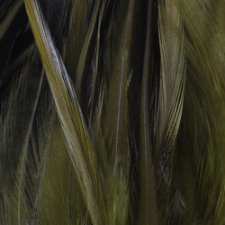 FFGene Strung Saddles Hackle