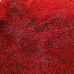 Wapsi Whole Pine Squirrel Skin