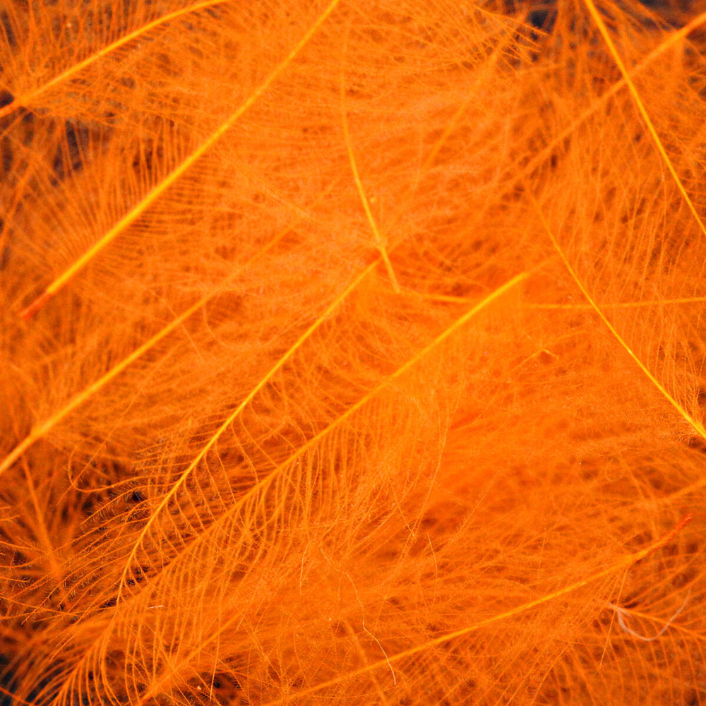 Sulphur Orange