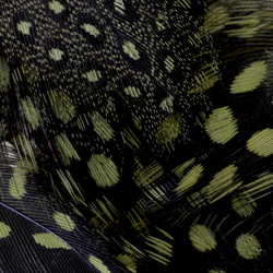 FFGene Guinea fowl feathers
