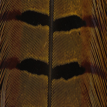Hareline Ringneck Pheasant Tail Feathers