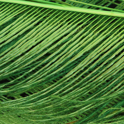 FFGene Peacock Sword Bleached