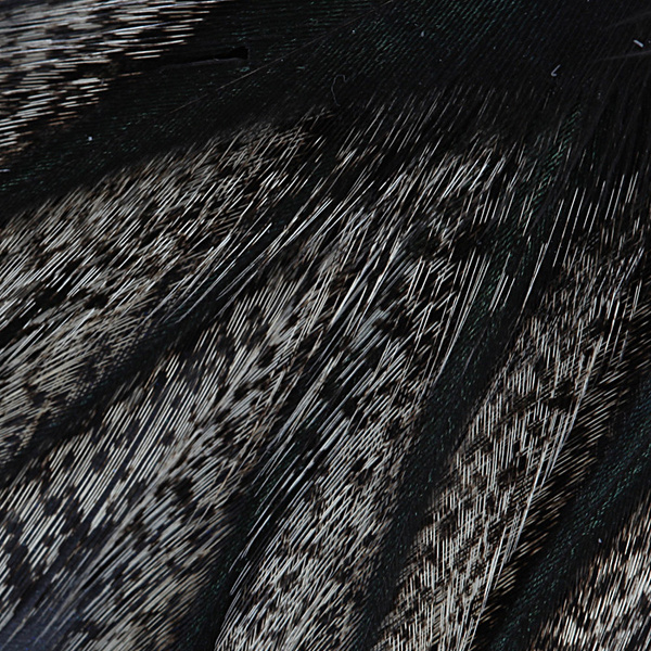 Coq de Leon Feather