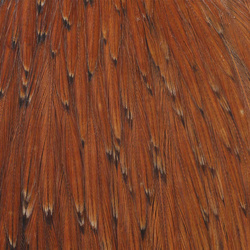 Wapsi Dry Fly Rooster Necks