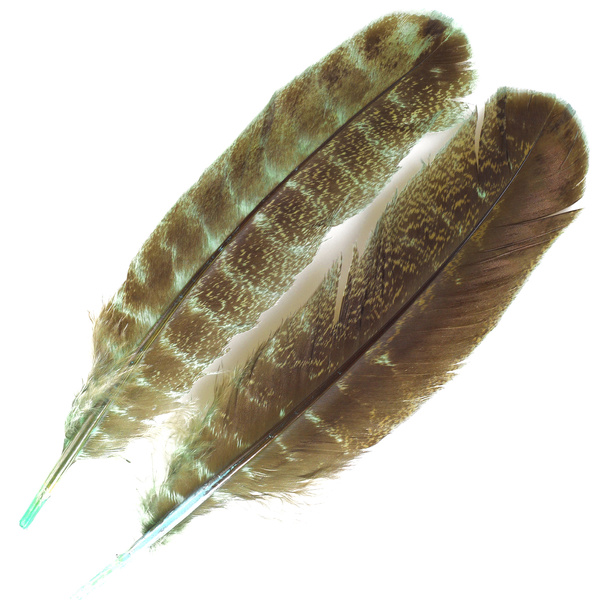 FFGene vingpennor från kalkon Ozark