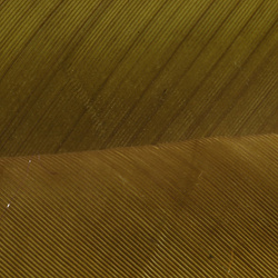 Hareline kalkonbiots