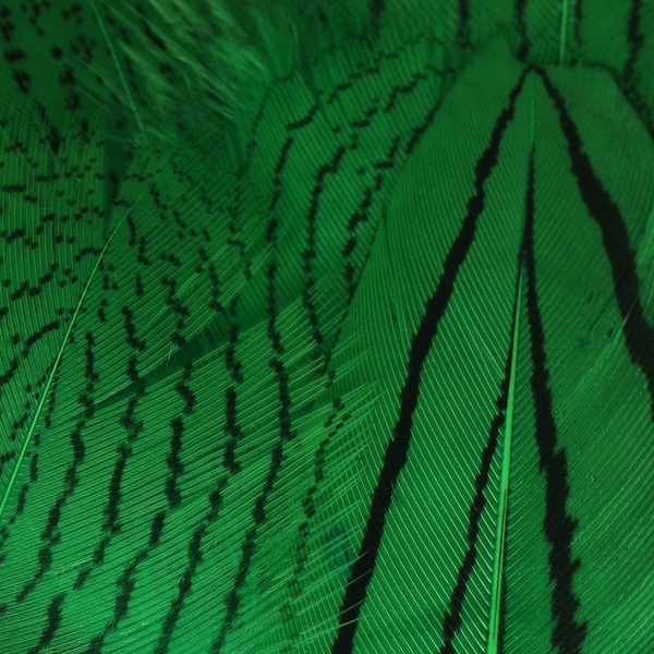 Hareline Silver Pheasant Body Feathers