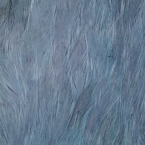 FFGene India Hen Capes