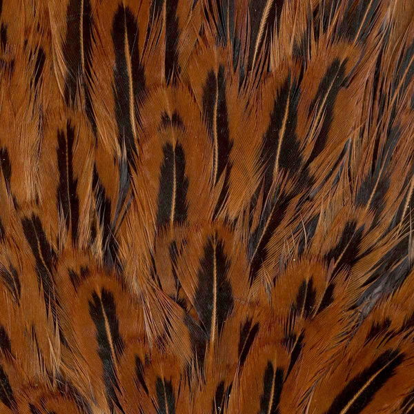 FFGene India Hen Speckled Saddles