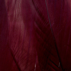 FFGene Goose Shoulders