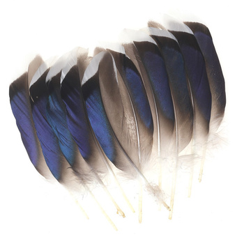 FFGene vingpennor från gräsand – Blue White Tip (Butcher Blues)