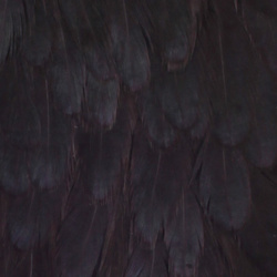 Metz Hen Saddle #1