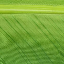 Hareline kalkonbiots