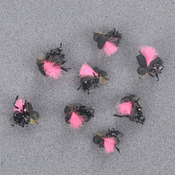 Pink Indicator Black Beetle