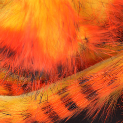 Hareline Magnum Tiger Barred Strips