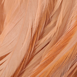 Hareline Strung Chinese 5-7 Saddle