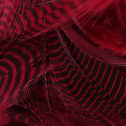 Hareline Teal Flank Feathers