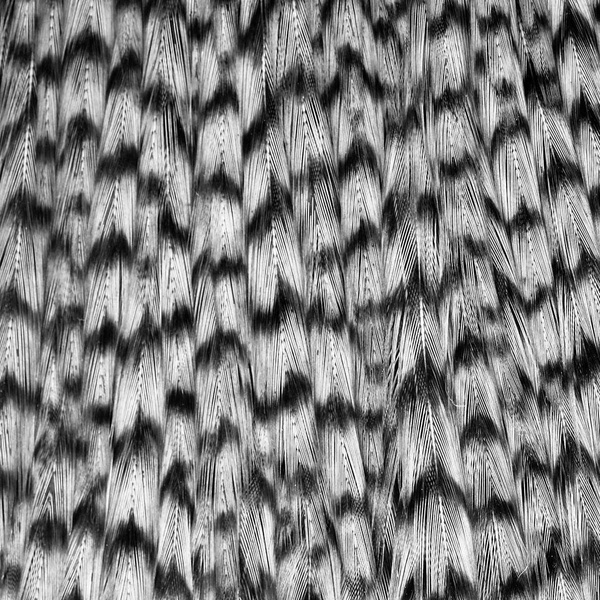 Wapsi Dry Fly Neck Hackle