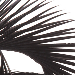 Hareline Stripped Goose Biots