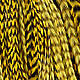 Grizzly Yellow