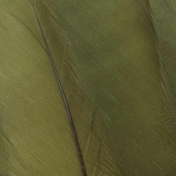 FFGene skulderfjädrar från gås