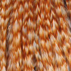Metz Cock Saddle #2