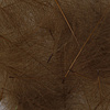 Bwo