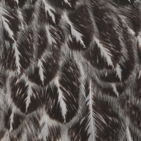 Wapsi Soft Hackle Hen Saddle Patch