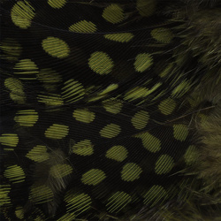 Spirit River UV2 Large Eyed Guinea