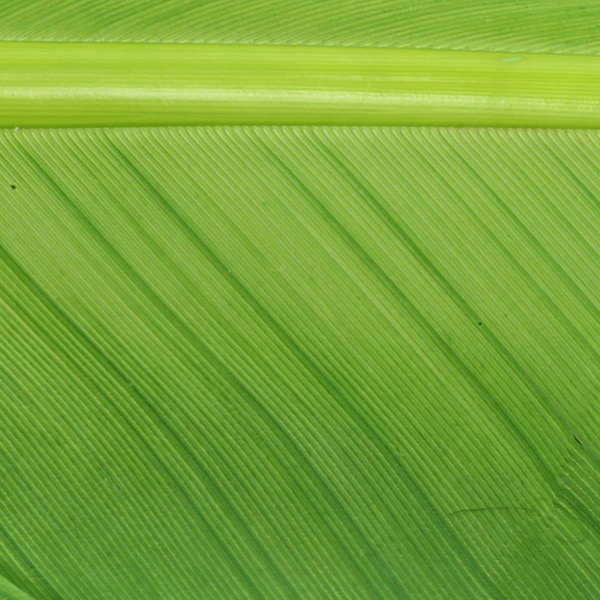 Hareline kalkonbiots