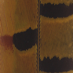 Spirit River UV2 Ringneck Pheasant Tail